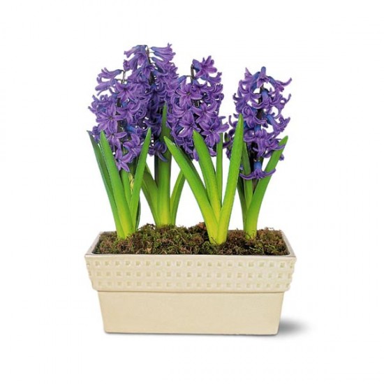 Hyacinth Planter